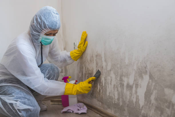 Darien, WI Mold Removal Company